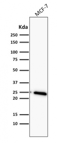 WB analysis of MCF-7 cell lysate using GTX34429 Bcl-2 antibody [BCL2/782].