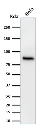 WB analysis of HeLa cell lysate using GTX34439 beta Catenin antibody [15B8].