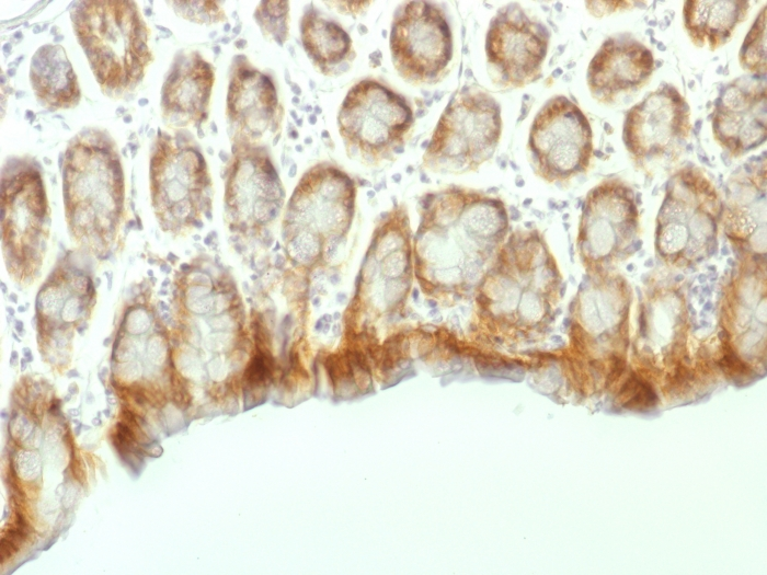 IHC-P analysis of mouse colon tissue using GTX34442 beta Catenin antibody [CTNNB1/1507].