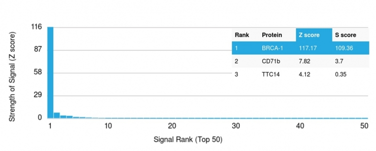 Analysis of Protein Array containing more than 19,000 full-length human proteins using BRCA-1 Mouse Monoclonal Antibody (BRCA1/1398). Z- and S- Score: The Z-score represents the strength of a signal that a monoclonal antibody produces when binding to a particular protein on the HuProtTM array. Z-scores are described in units of standard deviations (SDs) above the mean value of all signals generated on that array. If targets on HuProtTM are arranged in descending order of the Z-score, the S-score is the difference (also in units of SDs) between the Z-score. S-score therefore represents the relative target specificity of a Monoclonal Antibody to its intended target. A Monoclonal Antibody is considered to specific to its intended target if the Monoclonal Antibody has an S-score of at least 2.5. For example, if a Monoclonal Antibody binds to protein X with a Z-score of 43 and to protein Y with a Z-score of 14, then the S-score for the binding of that Monoclonal Antibody to protein X is equal to 29.