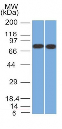 WB analysis of HeLa and MCF-7 cell lysates using GTX34446 Calnexin antibody [CANX/1541].