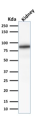 WB analysis of human kidney tissue lysate using GTX34446 Calnexin antibody [CANX/1541].