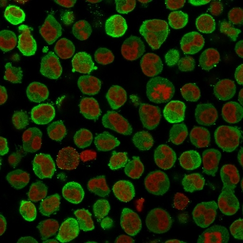 ICC/IF analysis of PFA-fixed K562 cells using GTX34447 Calponin 1 antibody [SPM169]. Green : Primary antibody Red : nucleus