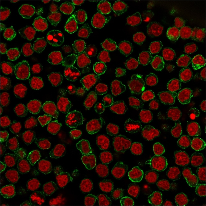 ICC/IF analysis of paraformaldehyde-fixed Ramos cells using GTX34478 CD22 antibody [BLCAM/1795]. Green : Primary antibody Red : nucleus