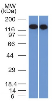 WB analysis of Raji and Ramos cell lysates using GTX34478 CD22 antibody [BLCAM/1795].