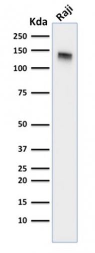 WB analysis of Raji cell lysate using GTX34478 CD22 antibody [BLCAM/1795].