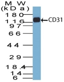 WB analysis of THP-1 lysate using GTX34489 CD31 antibody [C31.7].