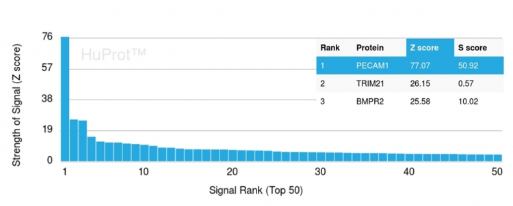 Analysis of Protein Array containing more than 19,000 full-length human proteins using CD31-Monospecific Recombinant Rabbit Monoclonal Antibody (C31/1395R). Z- and S- Score: The Z-score represents the strength of a signal that a monoclonal antibody produces when binding to a particular protein on the HuProtTM array. Z-scores are described in units of standard deviations (SDs) above the mean value of all signals generated on that array. If targets on HuProtTM are arranged in descending order of the Z-score, the S-score is the difference (also in units of SDs) between the Z-score. S-score therefore represents the relative target specificity of a Monoclonal Antibody to its intended target. A Monoclonal Antibody is considered to specific to its intended target if the Monoclonal Antibody has an S-score of at least 2.5. For example, if a Monoclonal Antibody binds to protein X with a Z-score of 43 and to protein Y with a Z-score of 14, then the S-score for the binding of that Monoclonal Antibody to protein X is equal to 29.