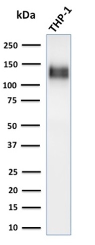WB analysis of THP-1 lysate using GTX34494 CD31 antibody [C31/1395R].