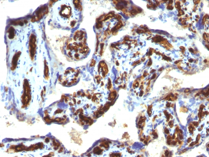 IHC-P analysis of human placenta tissue using GTX34499 CD34 antibody [HPCA1/763].