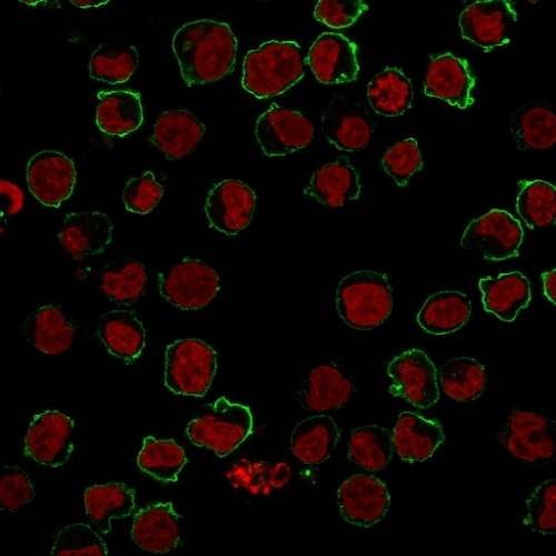 ICC/IF analysis of K562 cells using GTX34507 CD43 antibody [SPM503]. Green : Primary antibody Red : nucleus