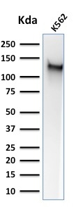 WB analysis of K562 cell lysate using GTX34507 CD43 antibody [SPM503].