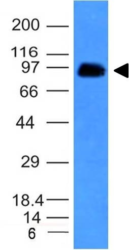 WB analysis of human spleen tissue lysate using GTX34508 CD43 antibody [SPN/839].
