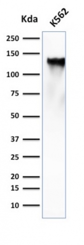WB analysis of K562 cell lysate using GTX34508 CD43 antibody [SPN/839].