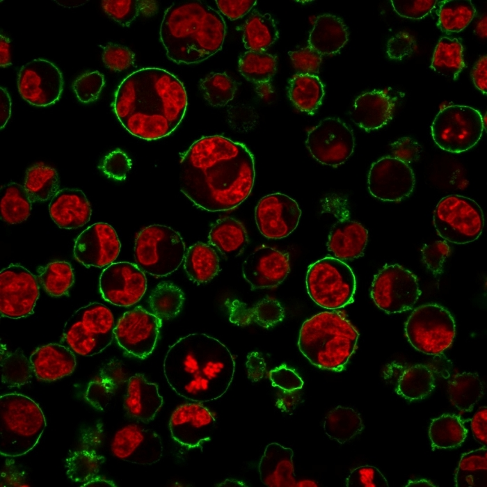 ICC/IF analysis of K562 cells using GTX34509 CD43 antibody [84-3C1]. Green : Primary antibody Red : nucleus