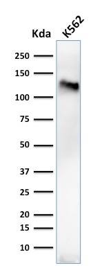 WB analysis of K562 cell lysate using GTX34509 CD43 antibody [84-3C1].