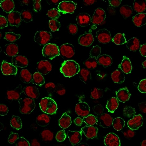 ICC/IF analysis of K562 cells using GTX34512 CD43 antibody [SPN/1766R]. Green : Primary antibody Red : nucleus