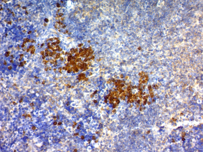 IHC-P analysis of mouse spleen tissue using GTX34538 CD63 antibody [NKI/C3].