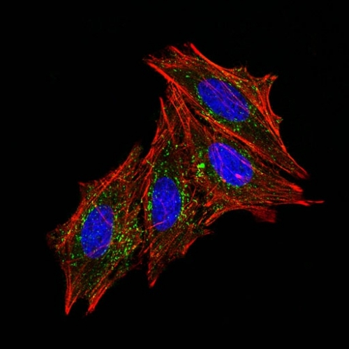 ICC/IF analysis of HeLa cells using GTX34540 CD63 antibody [MX-49.129.5]. Green : Primary antibody Red : Actin Blue : DAPI