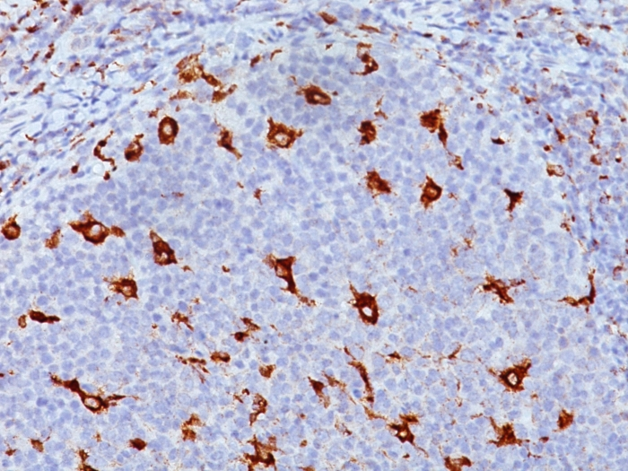Formalin-fixed,paraffin-embedded human Tonsil stained with CD68 Monoclonal Antibody (KP1).