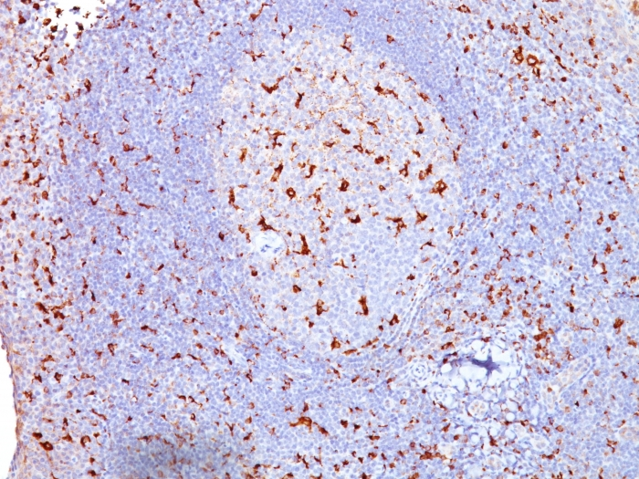 Formalin-fixed,paraffin-embedded human Tonsil stained with CD68 Monoclonal Antibody (SPM130).