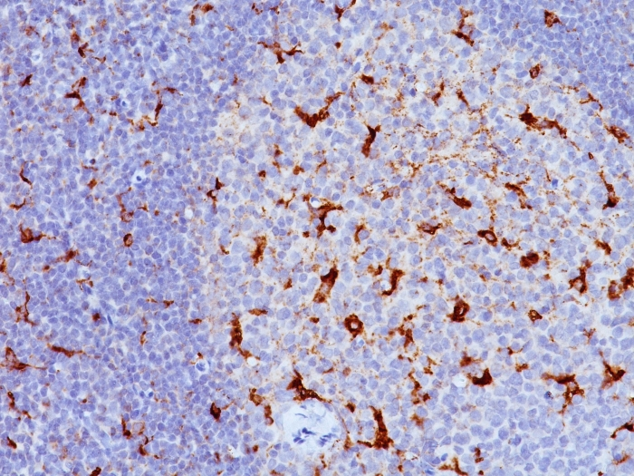 IHC-P analysis of human tonsil tissue using GTX34545 CD68 antibody [LAMP4/824].