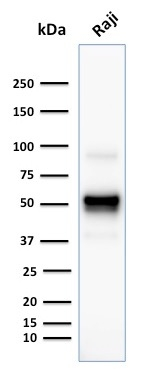 WB analysis of Raji cell lysate using GTX34557 CD79a antibody [SPM549].