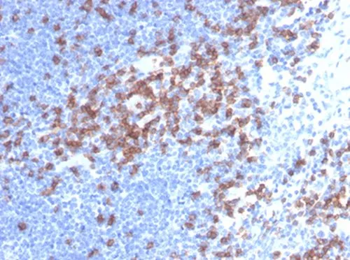 IHC-P analysis of human lymph node tissue using GTX34565 CD8 alpha antibody [C8/468].