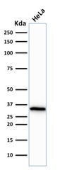 Formalin-fixed,paraffin-embedded human Tonsil stained with Cdk1 Monoclonal Antibody (CDK1/873).