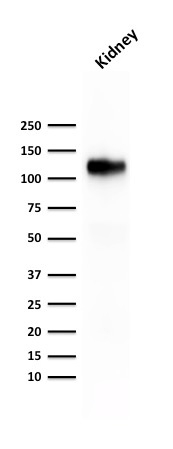 WB analysis of human kidney tissue lysate using GTX34582 CDH16 antibody [rCDH16/1071].