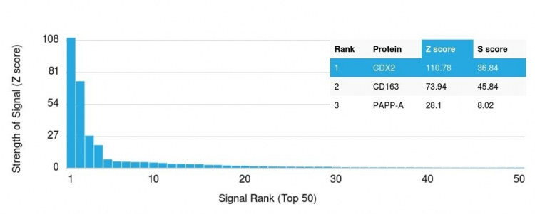 Analysis of Protein Array containing more than 19,000 full-length human proteins using CDX2 Mouse Monoclonal Antibody (CDX2/1690). Z- and S- Score: The Z-score represents the strength of a signal that a monoclonal antibody produces when binding to a particular protein on the HuProtTM array. Z-scores are described in units of standard deviations (SDs) above the mean value of all signals generated on that array. If targets on HuProtTM are arranged in descending order of the Z-score, the S-score is the difference (also in units of SDs) between the Z-score. S-score therefore represents the relative target specificity of a Monoclonal Antibody to its intended target. A Monoclonal Antibody is considered to specific to its intended target if the Monoclonal Antibody has an S-score of at least 2.5. For example, if a Monoclonal Antibody binds to protein X with a Z-score of 43 and to protein Y with a Z-score of 14, then the S-score for the binding of that Monoclonal Antibody to protein X is equal to 29.