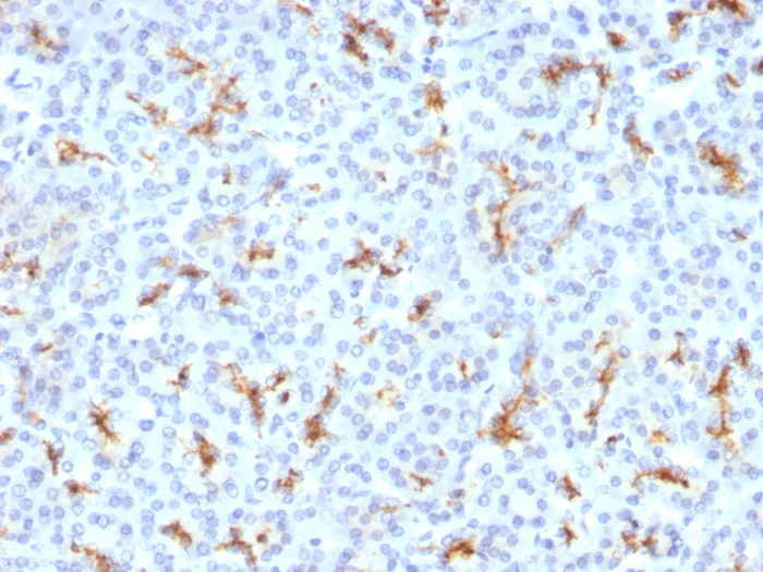 IHC-P analysis of human pancreas tissue using GTX34587 CFTR antibody [CFTR/1342].