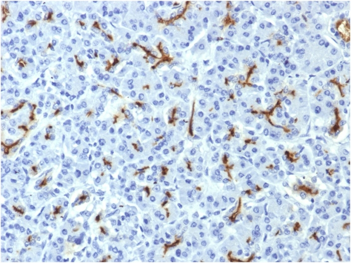 IHC-P analysis of human pancreas tissue using GTX34589 CFTR antibody [CFTR/1643].