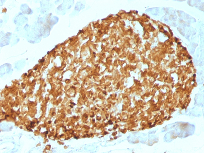 IHC-P analysis of mouse pancreas tissue using GTX34599 Chromogranin A antibody [CHGA/798].