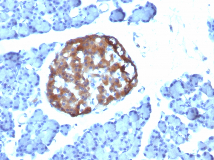 IHC-P analysis of rat pancreas tissue using GTX34599 Chromogranin A antibody [CHGA/798].