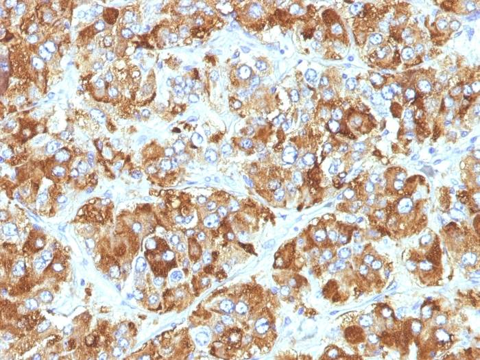IHC-P analysis of human adrenal gland tissue using GTX34599 Chromogranin A antibody [CHGA/798].