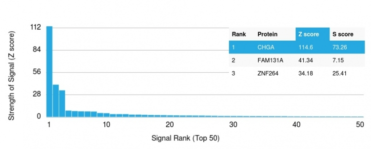 Analysis of Protein Array containing more than 19,000 full-length human proteins using Chromogranin A (CHGA) Mouse Monoclonal Antibody (CHGA/798). Z- and S- Score: The Z-score represents the strength of a signal that a monoclonal antibody produces when binding to a particular protein on the HuProtTM array. Z-scores are described in units of standard deviations (SDs) above the mean value of all signals generated on that array. If targets on HuProtTM are arranged in descending order of the Z-score, the S-score is the difference (also in units of SDs) between the Z-score. S-score therefore represents the relative target specificity of a Monoclonal Antibody to its intended target. A Monoclonal Antibody is considered to specific to its intended target if the Monoclonal Antibody has an S-score of at least 2.5. For example, if a Monoclonal Antibody binds to protein X with a Z-score of 43 and to protein Y with a Z-score of 14, then the S-score for the binding of that Monoclonal Antibody to protein X is equal to 29.