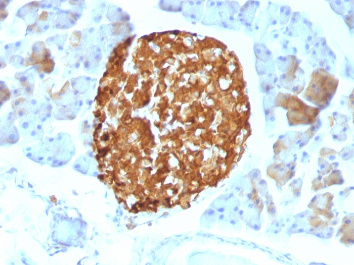 IHC-P analysis of mouse pancreas tissue using GTX34604 Chromogranin A antibody [LK2H10].