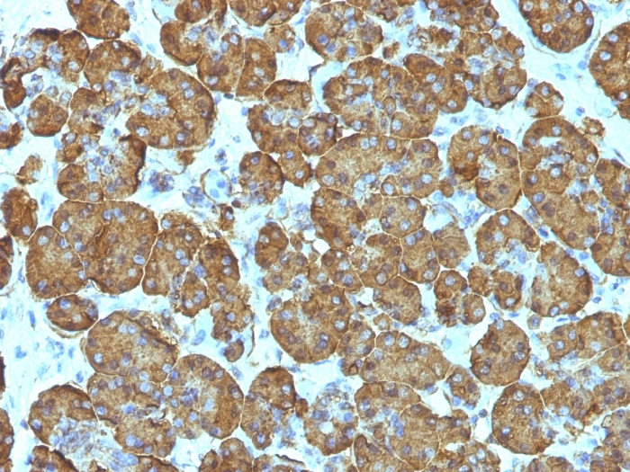 Formalin-fixed,paraffin-embedded human Pancreas stained with Cytochrome C Monoclonal Antibody (SPM389).