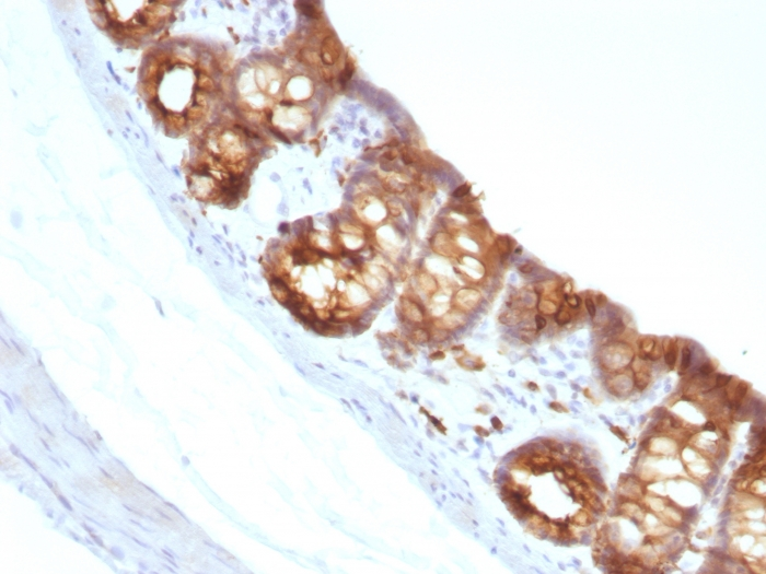 IHC-P analysis of rat colon tissue using GTX34637 Cytokeratin 18 antibody [KRT18/1190].
