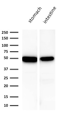 WB analysis of human (A) stomach (B) intestine lysates using GTX34637 Cytokeratin 18 antibody [KRT18/1190].