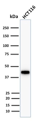 WB analysis of HCT116 cell lysate using GTX34637 Cytokeratin 18 antibody [KRT18/1190].