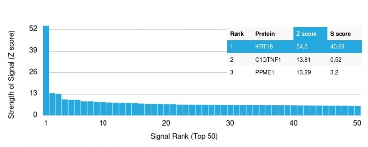 Analysis of Protein Array containing more than 19,000 full-length human proteins using Cytokeratin 18 Mouse Monoclonal Antibody (KRT18/836). Z- and S- Score: The Z-score represents the strength of a signal that a monoclonal antibody produces when binding to a particular protein on the HuProtTM array. Z-scores are described in units of standard deviations (SDs) above the mean value of all signals generated on that array. If targets on HuProtTM are arranged in descending order of the Z-score, the S-score is the difference (also in units of SDs) between the Z-score. S-score therefore represents the relative target specificity of a Monoclonal Antibody to its intended target. A Monoclonal Antibody is considered to specific to its intended target if the Monoclonal Antibody has an S-score of at least 2.5. For example, if a Monoclonal Antibody binds to protein X with a Z-score of 43 and to protein Y with a Z-score of 14, then the S-score for the binding of that Monoclonal Antibody to protein X is equal to 29.