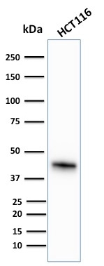 WB analysis of HCT116 cell lysate using GTX34644 Cytokeratin 18 antibody [KRT18/836].