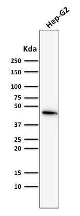 WB analysis of HepG2 cell lysate using GTX34649 Cytokeratin 19 antibody [SPM561].