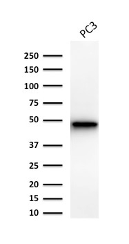 WB analysis of PC3 cell lysate using GTX34652 Cytokeratin 19 antibody [Ks19.1].