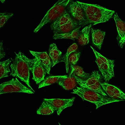 ICC/IF analysis of HeLa cells using GTX34656 Cytokeratin 7 antibody [SPM270]. Green : Primary antibody Red : nucleus