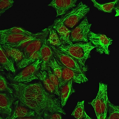 ICC/IF analysis of methanol-fixed HeLa cells using GTX34659 Cytokeratin 7 antibody [KRT7/760]. Green : Primary antibody Red : nucleus