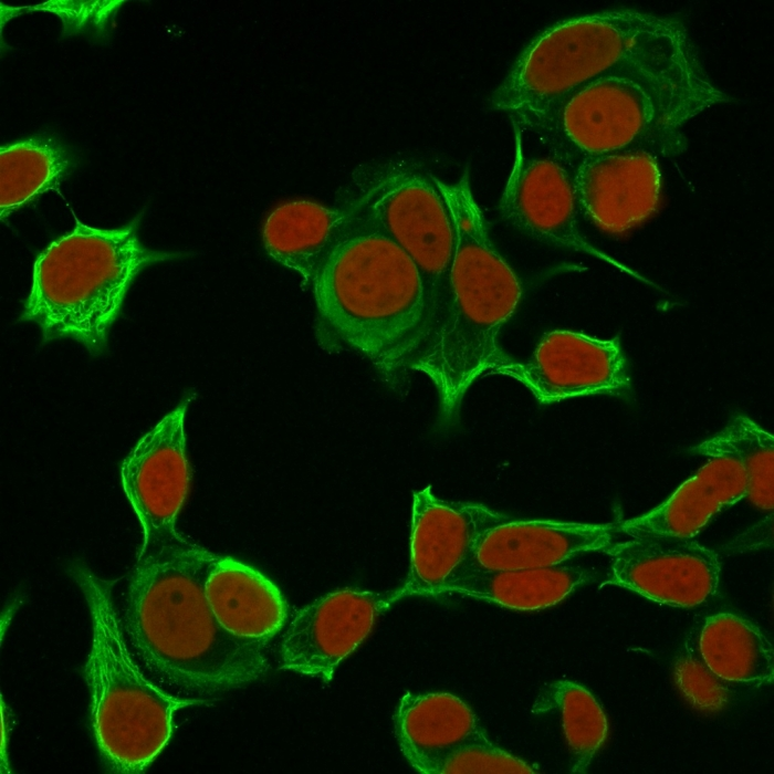 ICC/IF analysis of MCF-7 cells using GTX34663 Cytokeratin 8 antibody [H1]. Green : Primary antibody Red : nucleus