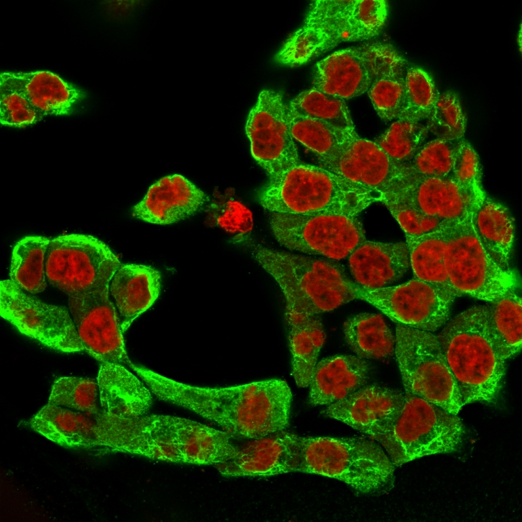 ICC/IF analysis of HCT116 cells using GTX34663 Cytokeratin 8 antibody [H1]. Green : Primary antibody Red : nucleus